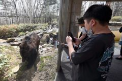 ガラス越しに迫るヒグマを撮影する来場客（ベア・マウンテン、２７日午前９時５０分ごろ、須貝拓也撮影）
