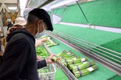 朝取れ野菜を手にとる買い物客