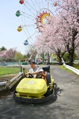 サクラが咲き誇る中、ゴーカートを楽しむ来場者（２７日午前１１時ごろ、おびひろ動物園で。金野和彦撮影）