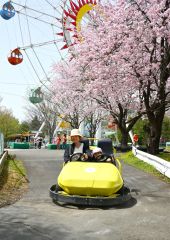 サクラが咲き誇る中、ゴーカートを楽しむ来場者（２７日午前１０時５０分ごろ、おびひろ動物園で。金野和彦撮影）