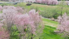 【ドローン映像】十勝川のサクラ　空から眺めてみると