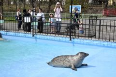 おびひろ動物園でゴマフアザラシを観察する親子ら（２７日午前９時４０分、金野和彦撮影）