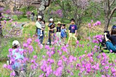 本別山渓つつじ祭り（金野和彦撮影）