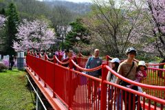 本別山渓つつじ祭り（金野和彦撮影）