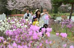 本別山渓つつじ祭り（金野和彦撮影）