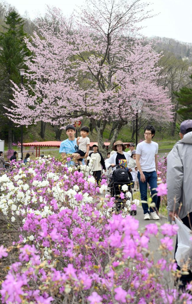 満開のツツジ鮮やかに　本別で祭り　義経鍋やステージショー盛況