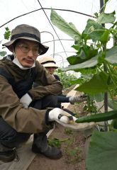 春の農場は大忙し　音更でキュウリ、芽室で春堀ゴボウの収穫作業