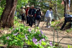 市野草園運営委員による解説を聞きながら草花を観察する来園者ら。園内ではシラネアオイが見頃を迎えていた(29日午前10時50分ごろ、帯広市野草園。助川かおる通信員撮影)