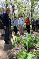 市野草園運営委員の佐々木委員長による解説を聞きながらシラネアオイを観察する来園者ら(29日午前10時40分ごろ、帯広市野草園。助川かおる通信員撮影)