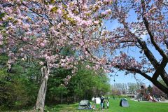 花見を楽しむ家族連れらでにぎわう帯広市の緑ケ丘公園（２９日午前１１時ごろ、須貝拓也撮影）