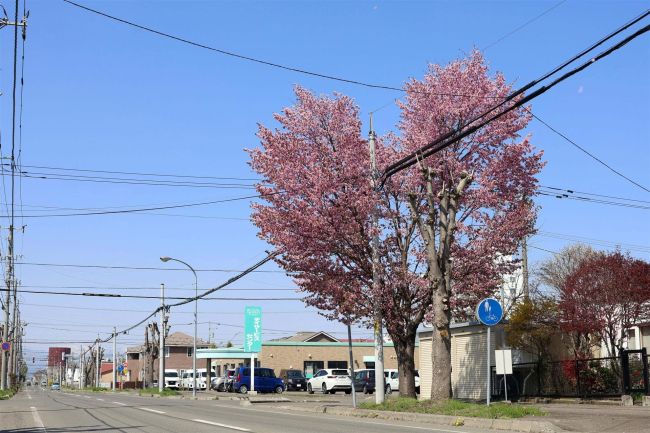 ハート形にサクラ満開　帯広市の剪定が予期せず演出