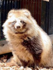 おびひろ動物園のエゾタヌキ（同園提供）