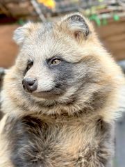 おびひろ動物園のエゾタヌキ（同園提供）