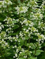 沢沿いで白い花を咲かす芽室湧水わさび園の本ワサビ