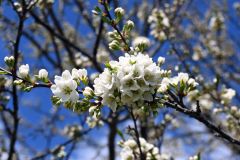すももの里の一部の樹ではすでに花が開花した