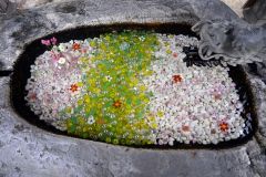 スターチスが添えられた護国神社の「ビー玉手水」