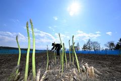 露地での収穫が始まったアスパラガス畑（２日、帯広市上帯広町で。須貝拓也撮影）