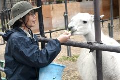 園の外れに癒しの２頭　ラマ担当の渋谷美江さん～飼育員のお仕事（１）