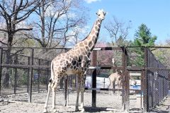 おびひろ動物園のキリン達。手前はオスのメープル。