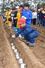 帯川西小で児童がナガイモの種植え（９日、金野和彦撮影）