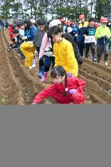 帯川西小で児童がナガイモの種植え（９日、金野和彦撮影）