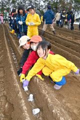 ナガイモの種芋を植える児童（９日、帯川西小で。金野和彦撮影）