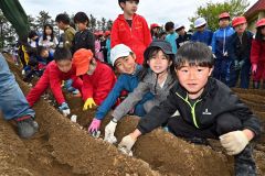 「大きく育って！」川西小で地元特産のナガイモ植え付け