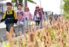 沿道のつくしやタンポポなどを見ながら歩く一年生（１０日、午前９時１５分ごろ。金野和彦撮影）