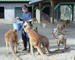 カンガルーの世話をする塚本さん