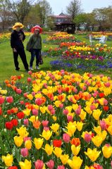 色とりどりのチューリップ　紫竹ガーデンで春の花々見頃