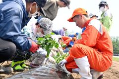 サツマイモの苗を植える子どもとサポートする生徒（１１日午前１１時ごろ、帯広農業高校）