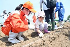 ジャガイモの種イモを植える子どもとサポートする生徒（１１日午前１０時５０分ごろ、帯広農業高校）