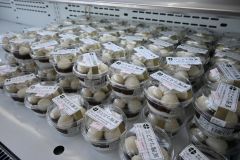 道産の生クリームを使用した「大きな白玉ぜんざい」（１個１００円、１０日時点）
