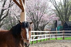 トラシゲと桜（４月２６日１５時０５分ごろ、おびひろ動物園）
