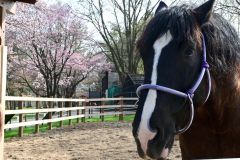 ムホウマツゴロウと桜（４月２６日１５時０５分ごろ、おびひろ動物園）