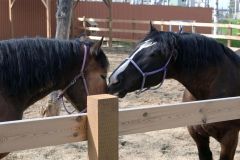 じゃれ合うトラシゲとムホウマツゴロウ（４月２６日１４時３５分ごろ、おびひろ動物園）