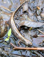 絶滅危惧種に指定されているキタサンショウウオの成体（上士幌町内で２０２２年撮影）

　