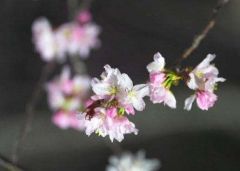 幻想的にライトアップされた上斗満のエゾヤマザクラ
