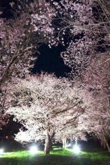 幻想的にライトアップされた上斗満のエゾヤマザクラ