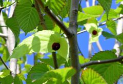 周囲の葉より色の薄い黄緑色の苞葉（ほうよう）と赤色の花を開花させたハンカチノキ（１４日）