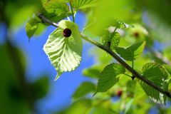 周囲の葉より色の薄い黄緑色の苞葉（ほうよう）と赤色の花を開花させたハンカチノキ（１４日）