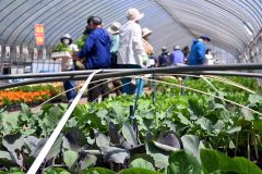 野菜苗とそれを品定めする来場者ら（１８日午前１０時２０分ごろ、帯広ケア・センター）