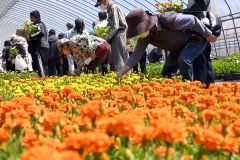 花苗を見定める来場者ら（１８日午前１０時５分ごろ）