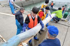 稚魚をいけすに放流する漁協関係者ら