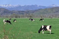 エネルギー地産地消　酪農王国から挑戦　よつ葉　液化バイオメタン商業利用開始