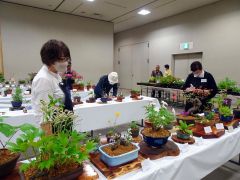 十勝山草会が丹精した鉢が並んだ会場