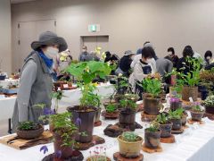 鉢の中、漂う春　十勝山草会が春の展示～こぼれ話