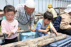 念願の「キノコ食育植菌体験会」開催　足寄・農業法人「アイザックス」相澤会長