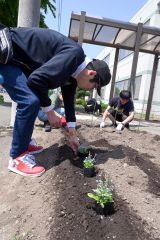 町総合福祉センター南側の花壇に花苗を植栽する参加者ら