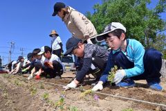 ＰＴＡや地域のボランティアと一緒にシバザクラを植える児童（白人小学校で。金野和彦撮影）